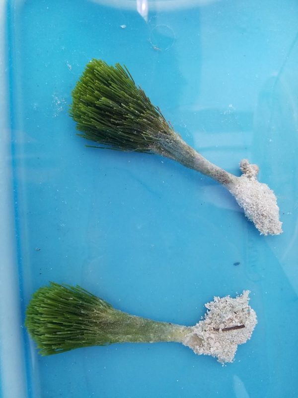 Shaving Brush Macro Algae Marine Saltwater Addictive Reef Keeping