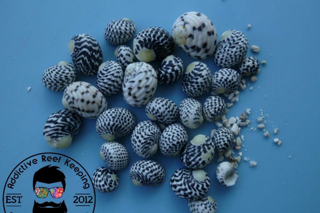 40x Caribbean Nerite Snail Slime/Algae/Cyano Live Clean Up Crew