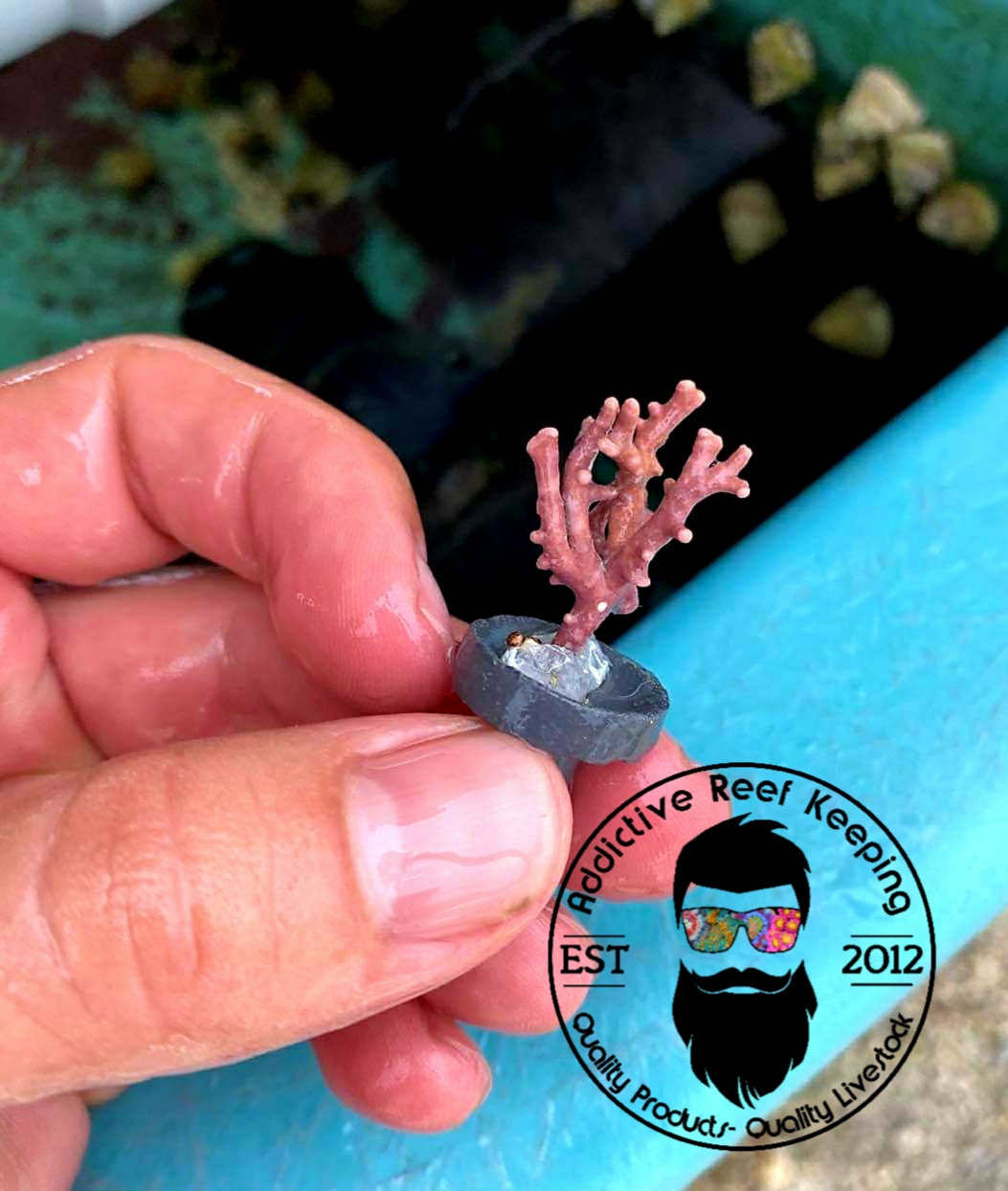 2 PACK Thick Branching Coralline Algae Frag 1" to 2" GREAT FOR STARTING CORALINE 