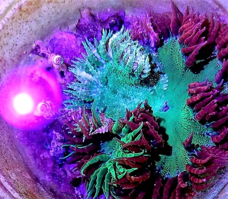 Ultra Rock Flower Anemone Addictive Reef Keeping