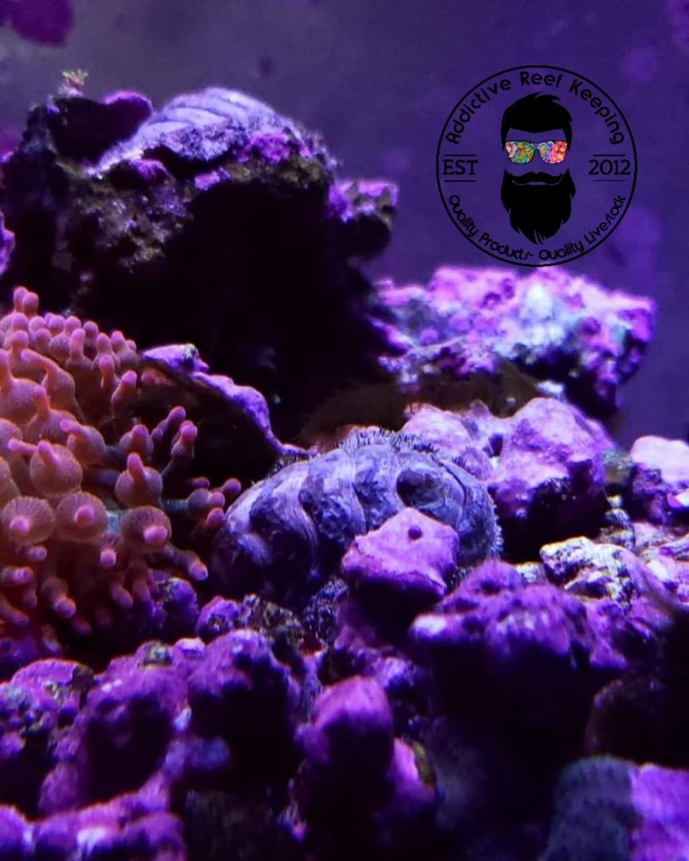 5 Pack Fuzzy Chiton Green Hair Algae Eaters Saltwater Invertebrate