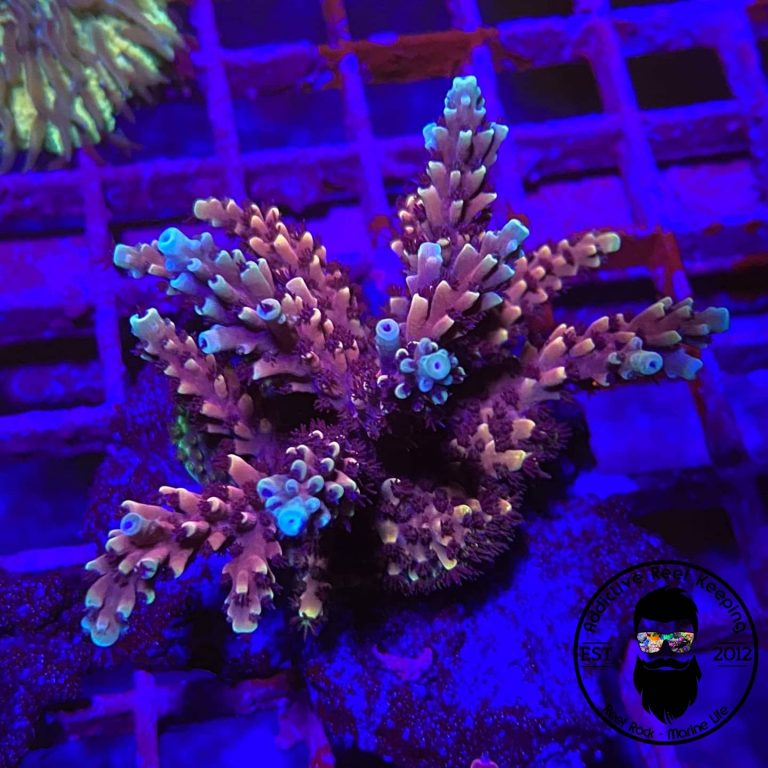 RRC Pink Cadillac SPS- 1″ Frag – Addictive Reef Keeping