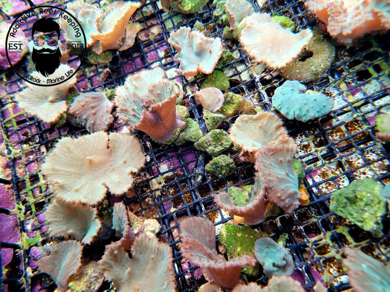 2″ Green Cabbage Leather Coral ALMOST WYSIWYG Addictive Reef Keeping