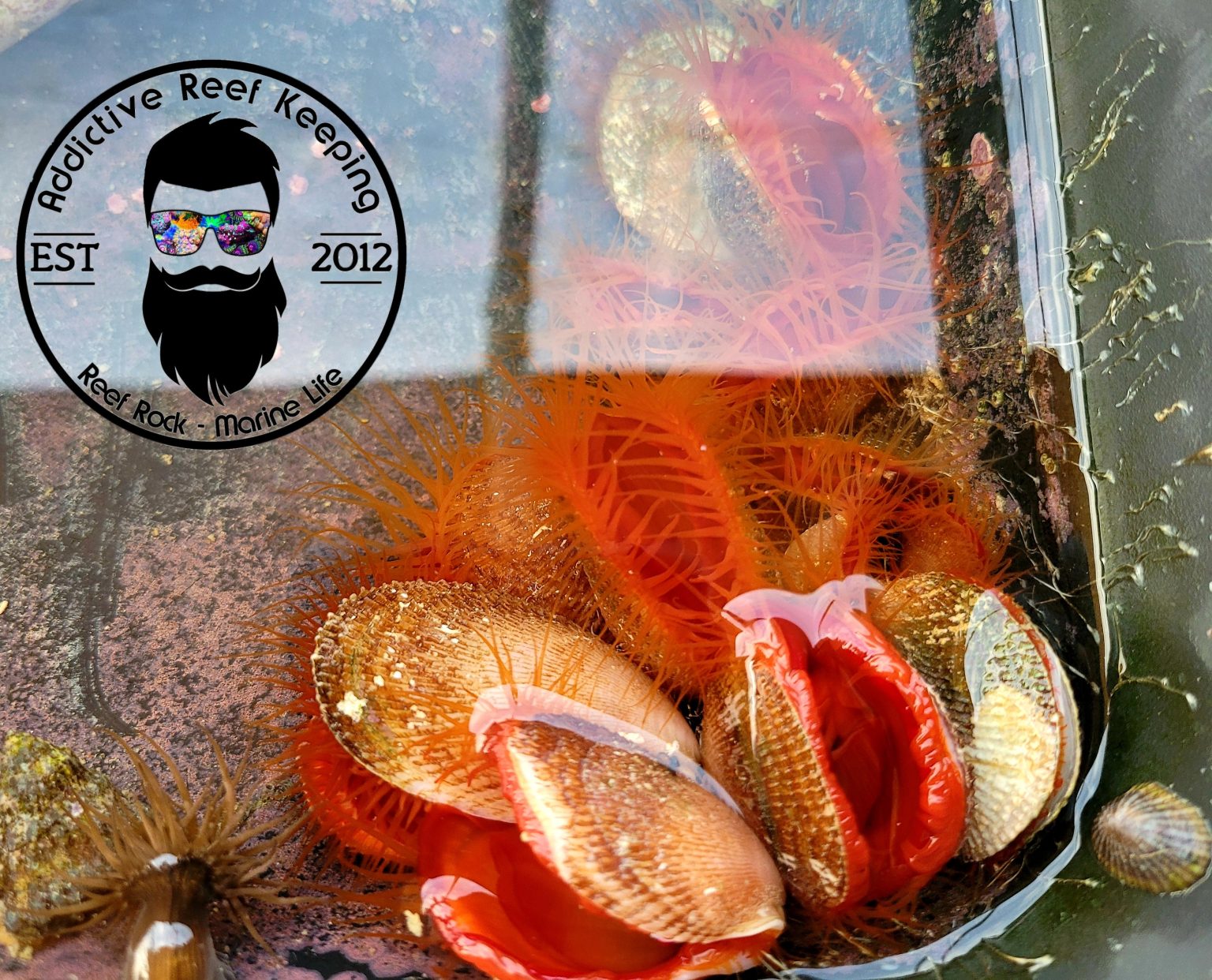 Flame Scallop Bivalve Invertebrate Addictive Reef Keeping