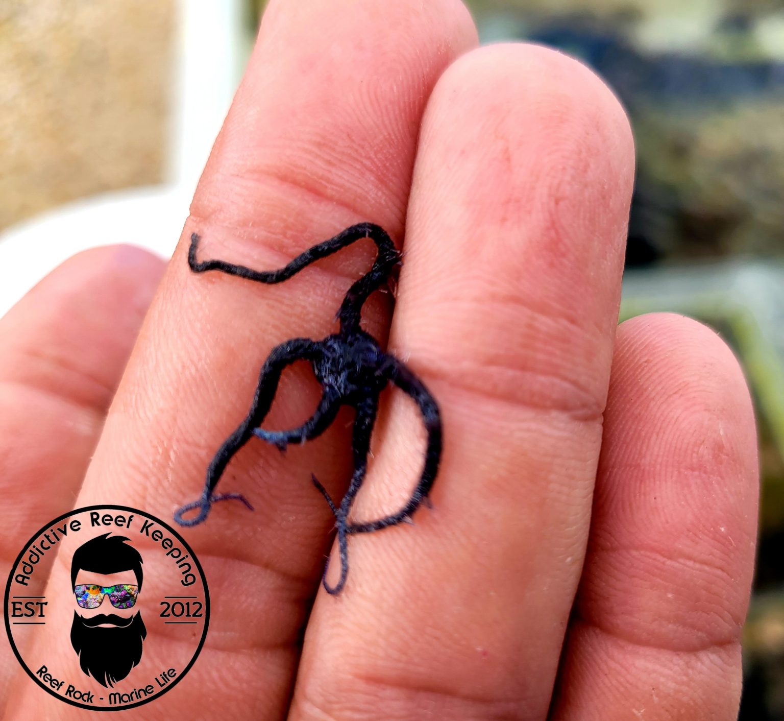 RARE Mini Blue Brittle Starfish Clean Up Crew Addictive Reef Keeping