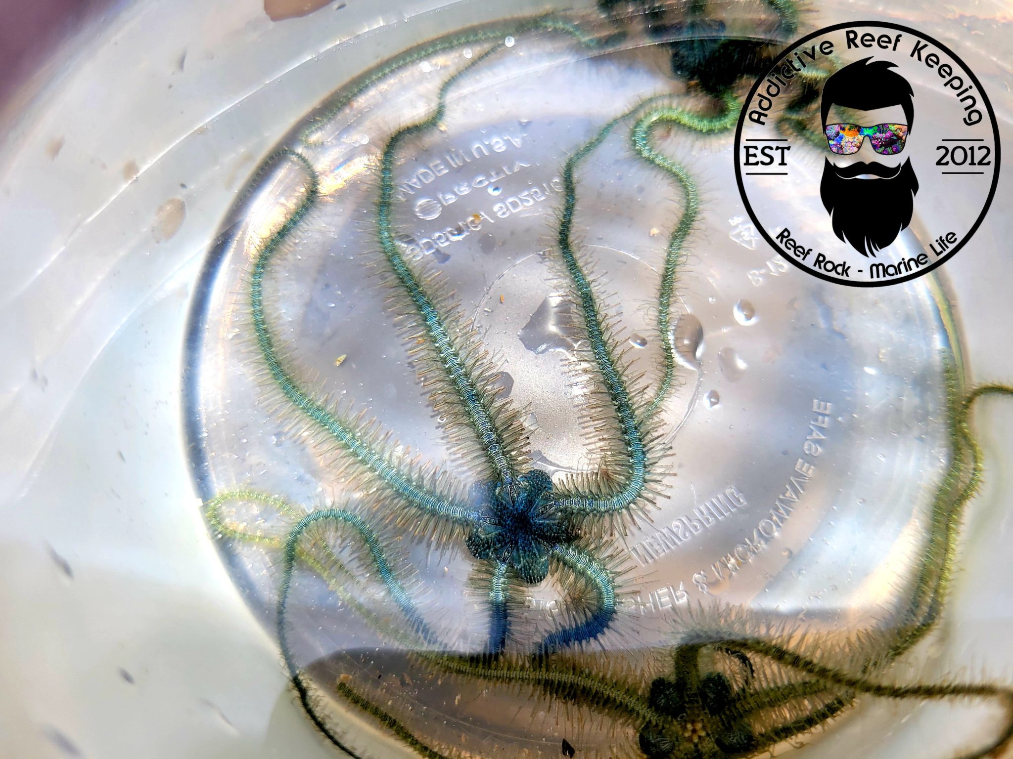 RARE Mini Blue Brittle Starfish Clean Up Crew Addictive Reef Keeping