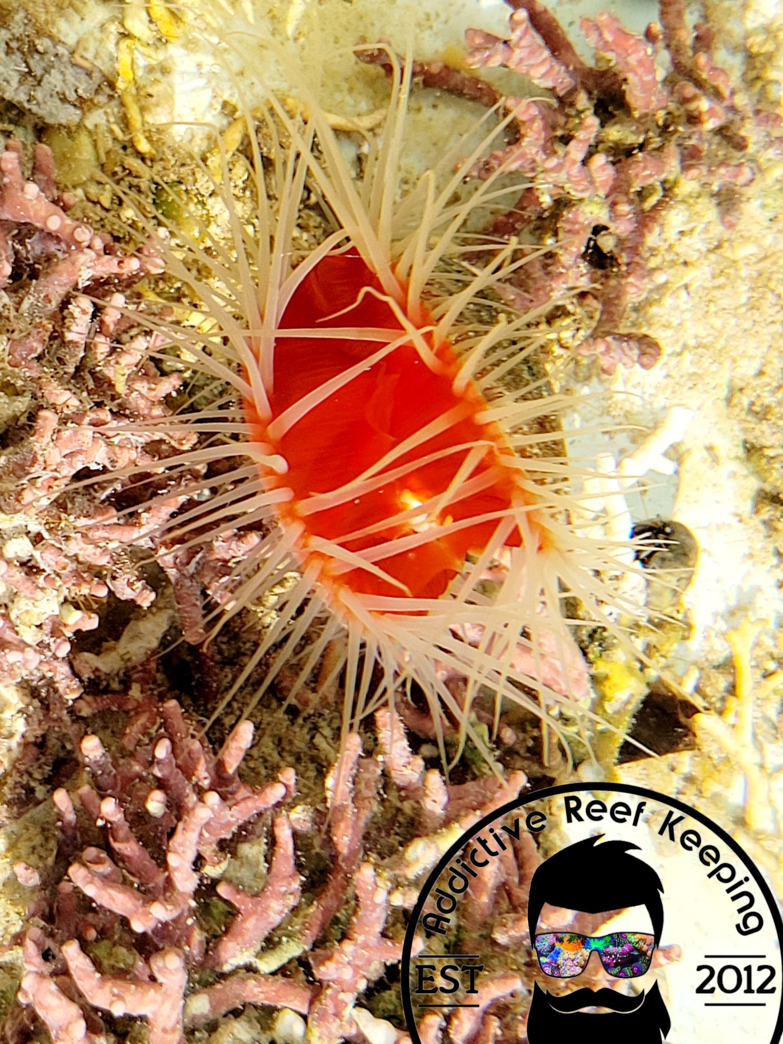 Rare White Flame Scallop Bivalve Invertebrate Addictive Reef Keeping