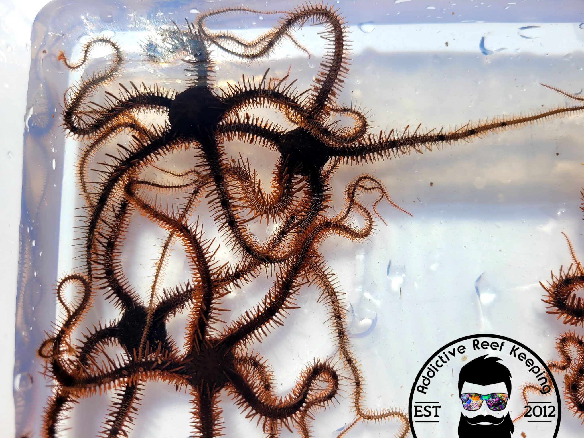 Assorted Red, White, Black, Brown Brittle Starfish Clean Up Crew