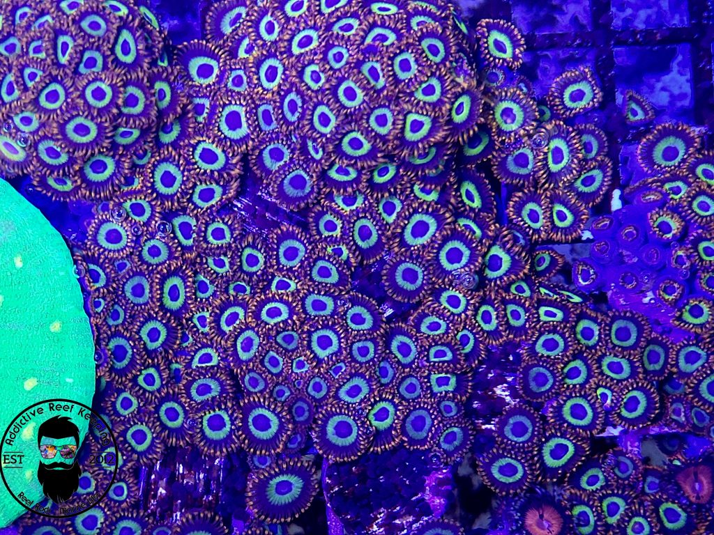 Fruit Loop Zoanthids 3 to 5 polyps Addictive Reef Keeping