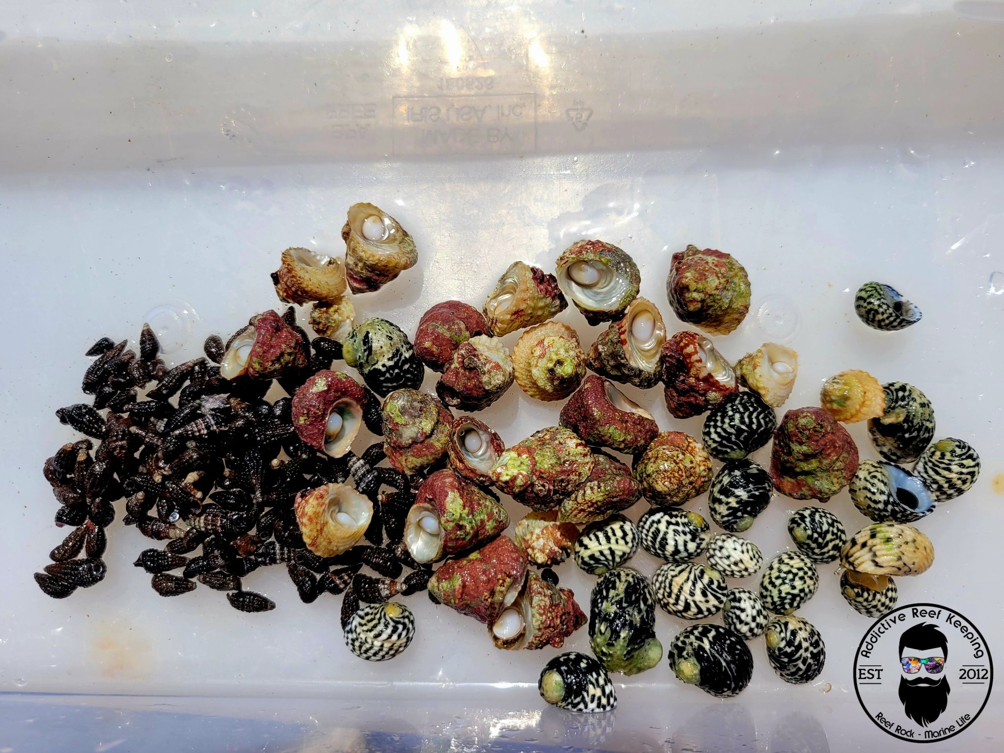 100x Triple Snail Mix Nerite, Turbo, Cerith Snail Saltwater Algae
