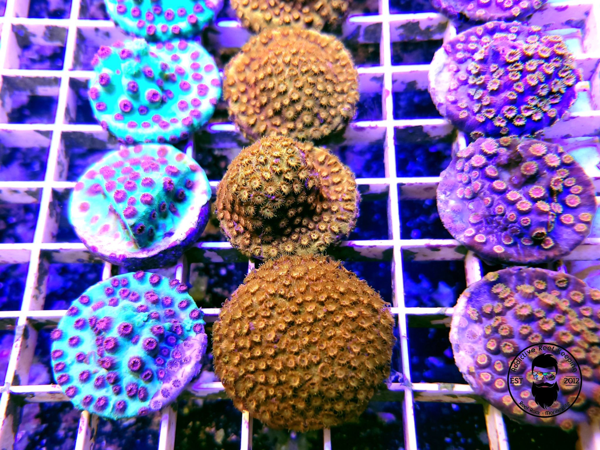 3 Pack Cyphastrea WWC Jingle Bells, HiC, Bizzaro Coral Addictive