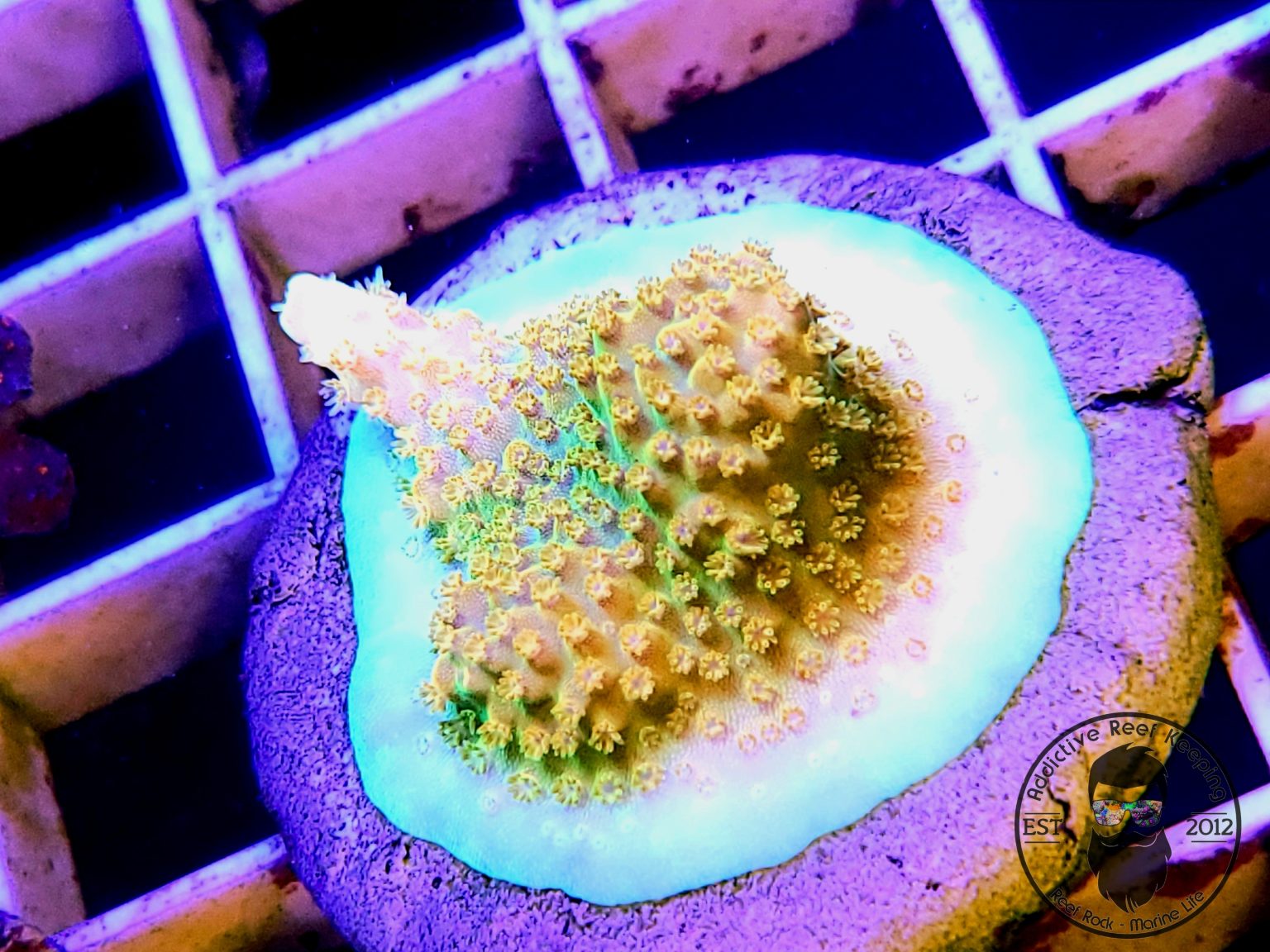 TGC Orange Creamsicle WYSIWYG Addictive Reef Keeping