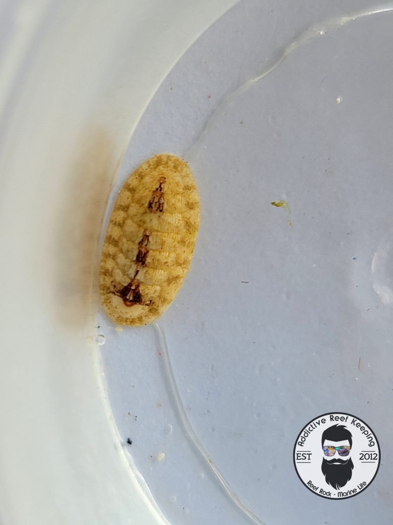 Micro Chiton Green Hair Algae Eaters Saltwater Marine Invertebrate