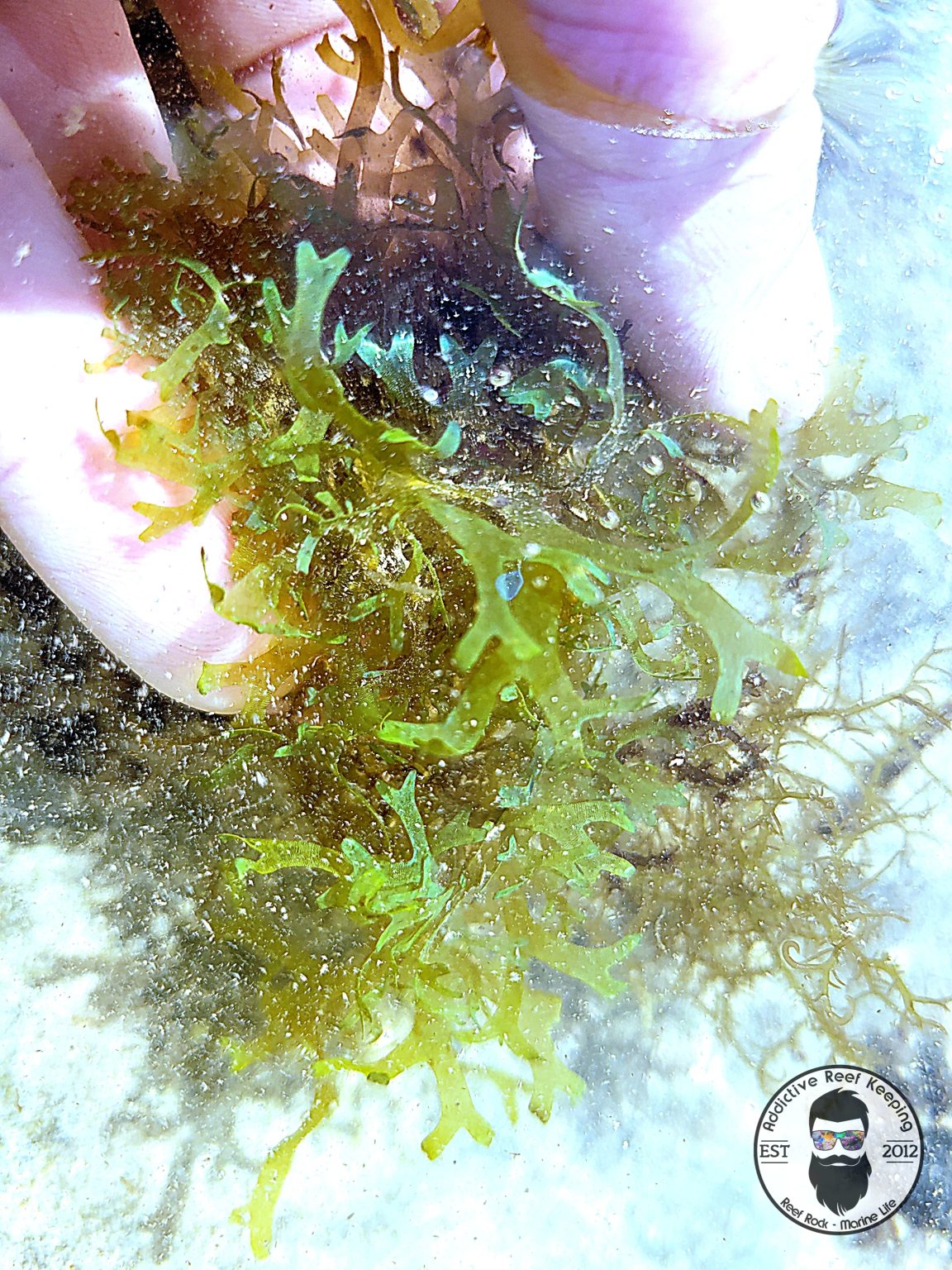 Dictyota Algae 2″ Ball Addictive Reef Keeping