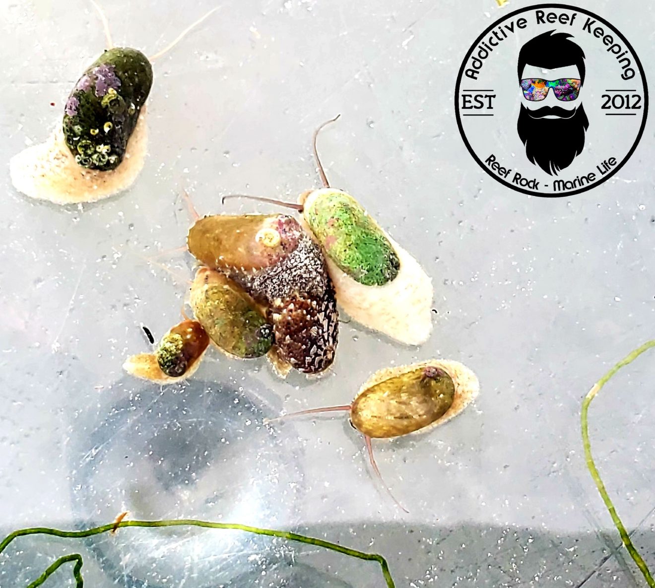 5Pack Aquacultured Stomatella Snail Great Cleaner and Reproduce