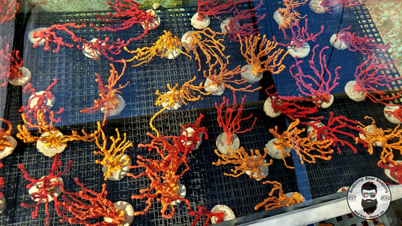 Small Red Finger Gorgonian 4”to 5″ Colorful Sea Rod NPS – Addictive ...