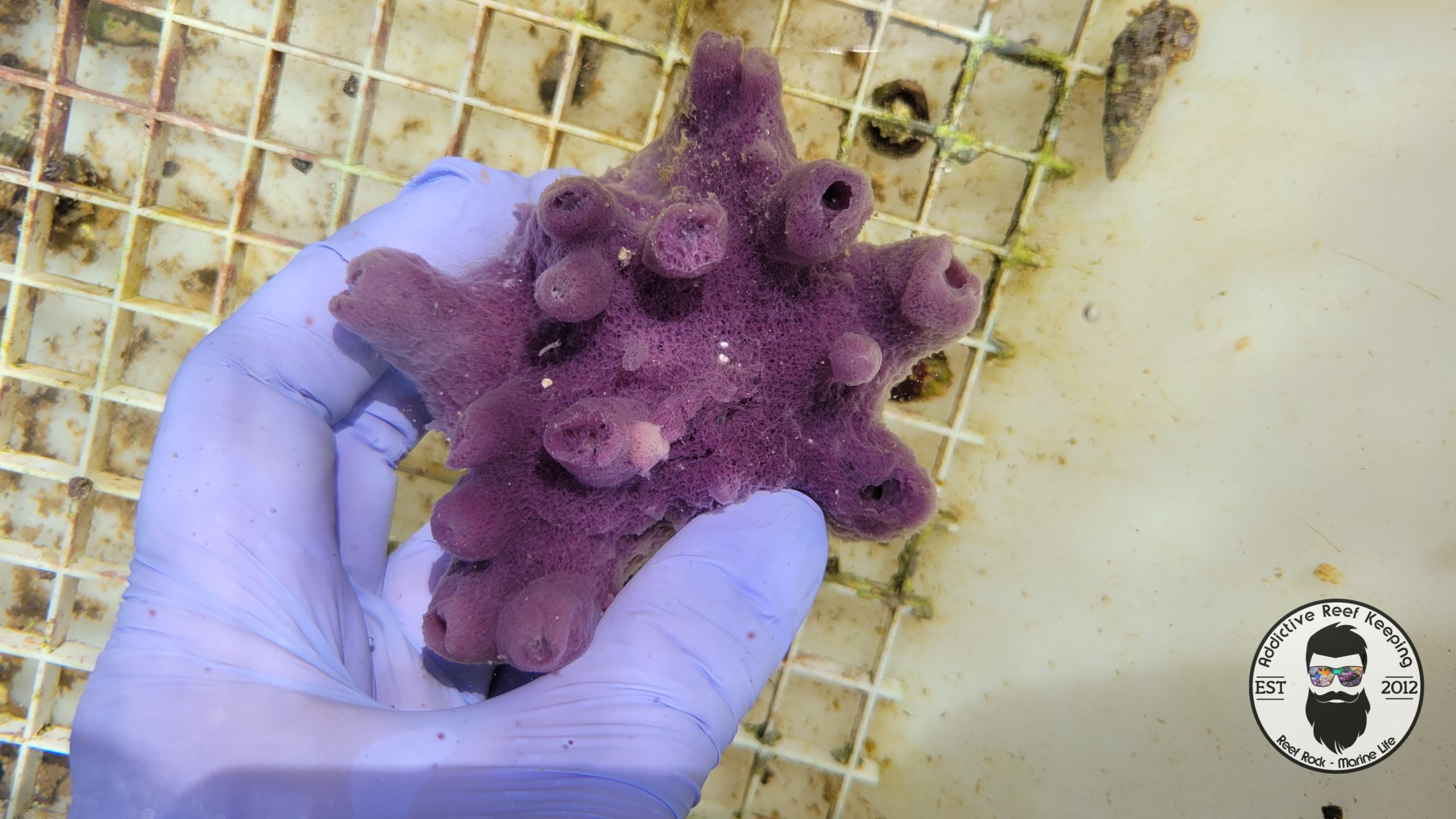 Purple Sponge – Addictive Reef Keeping