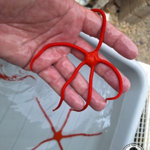 Red Serpent Starfish