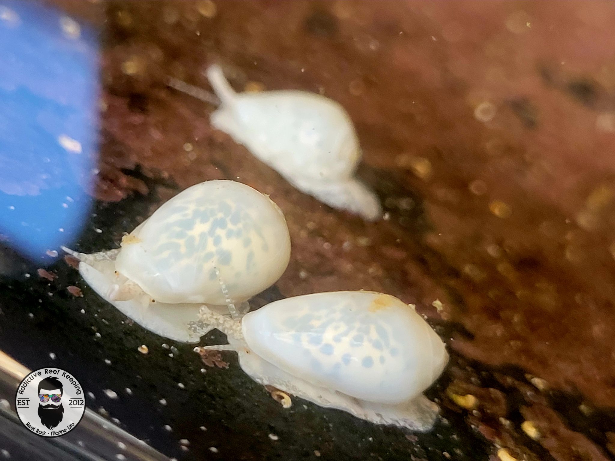 Aquaculture Glowing Marginella Snail Florida Keys Addictive Reef Keeping