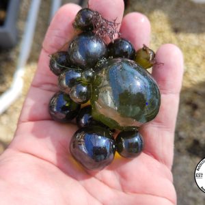 Bubble Algae (Valonia ventricosa) Saltwater Marco Algae Single Cell