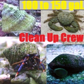 90-150 Gallon CLEAN UP CREW-Blue Leg Hermit Crab, Astraea Snail, Emerald, Cerith