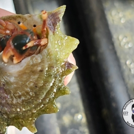 Orange Claw Hermit Crab Calcinus tibicen