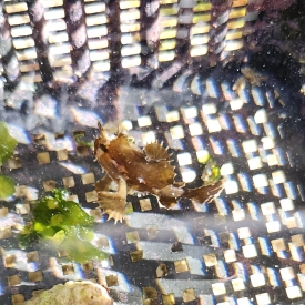 Caribbean Sargassom Frog Fish Angler