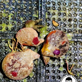 Lion’s Paw LIVE Shell Clam