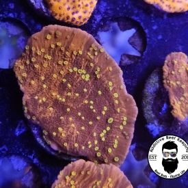 WYSIWYG Starburst Montipora
