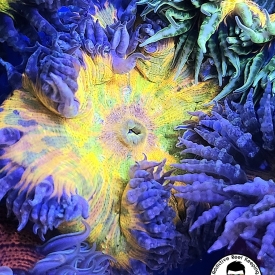 WYSIWYG ROCK FLOWER SPLATTER