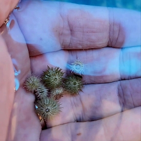 Micro Size Pin Cushion Urchin (Lytechinus variegatus) – Tiny- Algae Eater