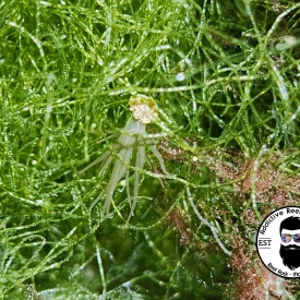 Bunodeopsis globulifera Stinging Anemone