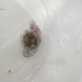 Small Caribbean Reef Octopus