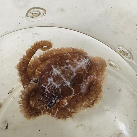 Small Common Reef Octopus