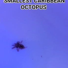 PENNY SIZE Caribbean Reef Octopus WYSIWYG