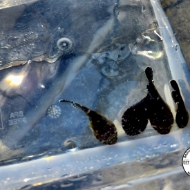 Clingfish Florida Keys