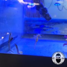 Dwarf Seahorse (Hippocampus zosterae)