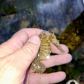 WYSIWYG Lined Seahorse- Hippocampus erectus