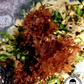 Atomic Broccoli Algae Burning Bush – 1 cup (Red with Bright Orange Specks)