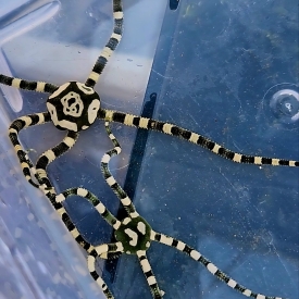 Harlequin Serpent Starfish (Ophioderma spp.) Black and White