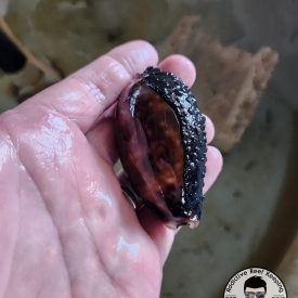 Florida Keys Deer Cowrie (Macrocypraea cervus)