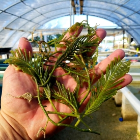 1 CUP Fern Mexican Caulerpa Algae Feather Plant Macro