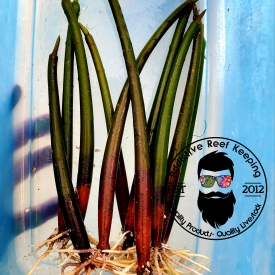 Red Mangrove Live Plant Propagules 6″ to 8″ PLUS SINGLES Saltwater Aquarium Filtration