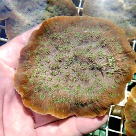 ARK Teal Hollywood Stunner Chalice