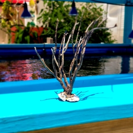 Black Dried Gorg- 4A WYSIWYG