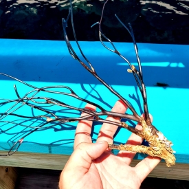 Black Dried Gorg- 3A WYSIWYG