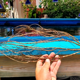 Dried Gorgonian-5A WYSIWYG