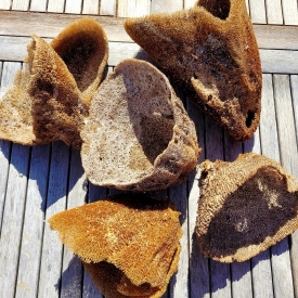 Large Dried Sponge- Decorative Piece