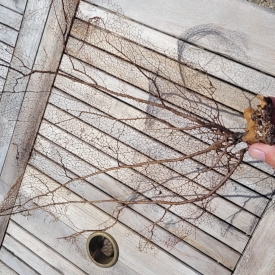 Dried Gorg-2A WYSIWYG