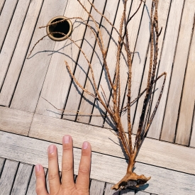 Dried Gorgonian-1A WYSIWYG